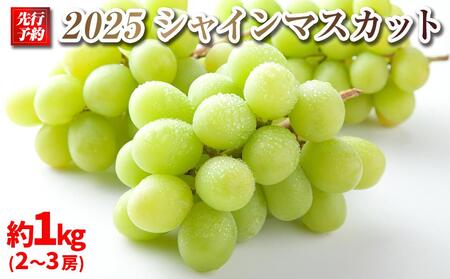 【先行予約】A 2025  シャインマスカット　２房～３房　約1キロ 【10月中旬頃～順次発送予定】長野県産 　国際特許有機肥料栽培 ｜ シャインマスカット シャインマスカット シャインマスカット シャインマスカット シャインマスカット