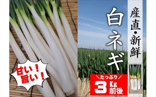 【ねぎ・白ねぎ／長ねぎ】ねぎ産地直送！ 白ねぎ（長ねぎ）3kg前後 | ねぎ ねぎ鍋 ねぎ焼 ねぎ料理 ねぎしゃぶ 新鮮ネギ ネギ野菜 ねぎ野菜 産地直送ねぎ 鍋 野菜 新鮮 西日本トップクラスのねぎ産地 豊後高田市