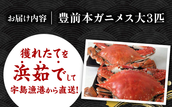 【先行予約】 豊前本ガニ 大 メス 3匹 直送 【2024年12月以降順次発送】《豊前市》【豊築漁業協同組合】 かに 蟹 カニ ワタリガニ かに料理 ガザミ [VAG011]