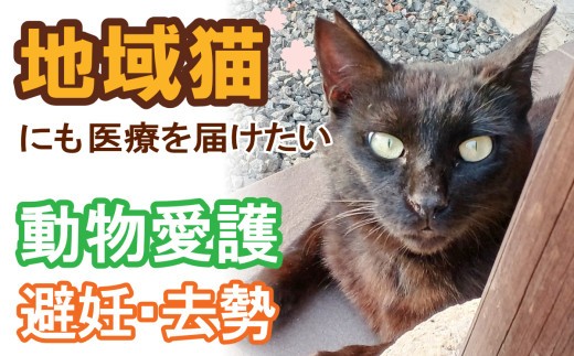 
                  【殺処分ゼロへ！NPO法人大月ねこサポーターズ】猫の避妊・去勢手術　保護活動　お礼の手紙
                