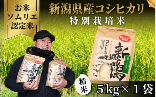令和7年産 新米 【 先行予約 】 米 5kg 五泉市産 コシヒカリ 特別栽培米 お米ソムリエのお米 | 白米 精米 こしひかり お米 おこめ コメ こめ おすすめ 人気 新潟県 五泉市 エバーグリーン農場