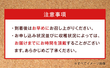 いちご 約1kg いちご 紅ほっぺ 愛媛県大洲市/沢井青果有限会社[AGBN054]