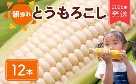 【 2026年 先行予約 】 白とうもろこし 12本 【 ホワイトコーン 】