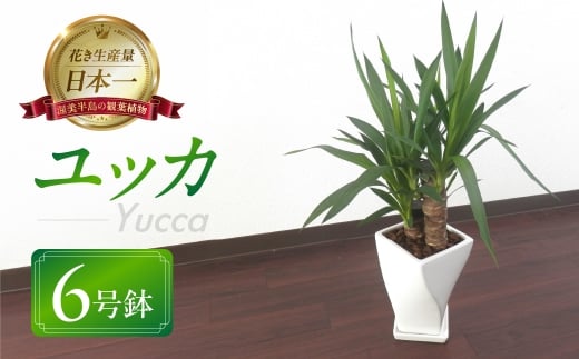 ユッカ 観葉植物 植物 6号鉢 人気 おしゃれ かわいい お手入れ 室内 大鉢 中型 インテリア リビング 玄関 寝室 キッチン オフィス プレゼント ギフト 新居 入居 インテリアグリーン グリーン 緑 植物