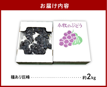 こだわりの種あり巨峰　約2kg（2025年 先行予約）ぶどう [034K01]