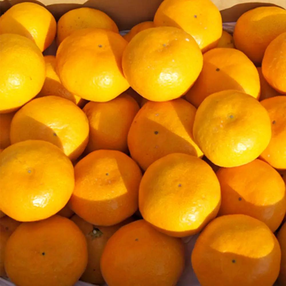 やまだ果樹園の完熟みかん　５ｋｇ　みかん 太良みかん 温州みかん 完熟みかん 国産みかん 小玉みかん 大玉みかん 佐賀県 太良町 L32x1 【2026年11月上旬-2027年1月上旬発送予定】