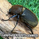 【ふるさと納税】ヘラクレスオオカブト成虫メス単品（♀サイズフリー）【 生き物 昆虫 男の子 子供 飼育観察 自由研究 自然 環境 学習 孫 プレゼント 学び 】　【 生き物 昆虫 男の子 子供 飼育観察 自由研究 自然 環境 学習 孫 プレゼント 学び 】