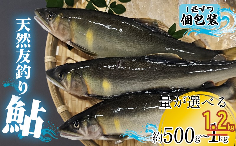 
            【期間限定】処理済み 天然友釣り鮎 鮮度抜群  約 500g 約 1kg 6~20尾 選べる 冷凍 アユ 天然鮎 川魚 鮮魚 魚介 あゆ 香魚 小分け 個包装 便利 高知県 安芸川 伊尾木川 清流 急速冷凍 地元 貴重 独特 香り 安芸水産 安芸市 高知県
          