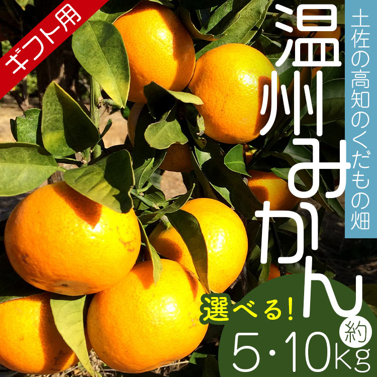 【ふるさと納税】【選べる内容量】【期間限定】土佐の高知のくだもの畑 みかん（ギフト用）約5kg/約10kg - 温州みかん ミカン 蜜柑 柑橘 柑橘類 フルーツ 果物 くだもの 熨斗 のし対応可 贈り物 贈答用 贈答品 プレゼント お礼 お祝い 感謝 高知県 香南市【常温】Rkd-0022