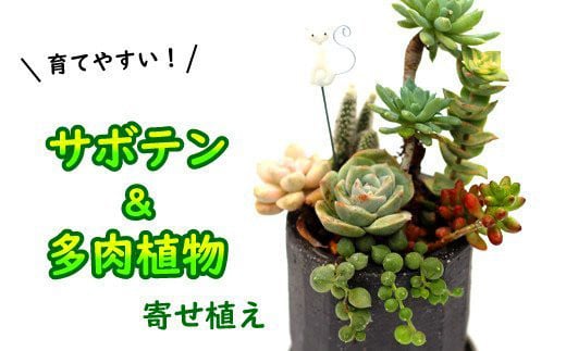 
サボテン＆多肉植物の寄せ植え【黒ポット】 ／ インテリア 植物 ギフト おしゃれ 彩花園
