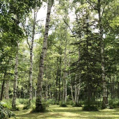 【草木染め体験つき】インカルシぺ白樺 1泊2名様宿泊券(食事なし)|北海道十勝・大樹町【1482747】