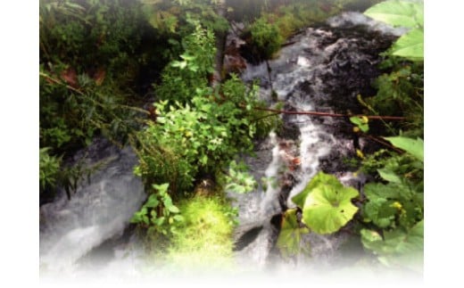 【全12回定期便】【5年保存水】北海道ミネラルウォーター カムイワッカ 麗水 2L×6本 | 水 ミネラルウォーター 5年 備蓄 軟水 [BPAI014]