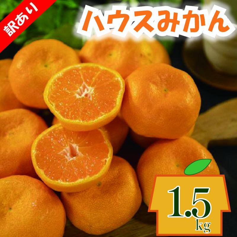 【順次発送中】訳あり ハウスみかん 約1.5kg | 柑橘 果物 くだもの フルーツ みかん ミカン 蜜柑 mikan mican 不揃い 傷 ワケアリ 訳アリ 愛媛県 松山市