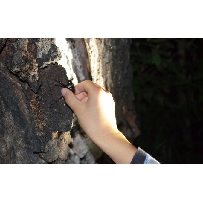 【優先貸切】NHKテレビで取り上げられました!＜先行予約＞【体験期間 2026年6月～8月中旬】虫捕り名人と行く「昆虫採集ツアー」ご利用券(グループ貸切用・車1台) 昆虫 カブトムシ クワガタ アウト