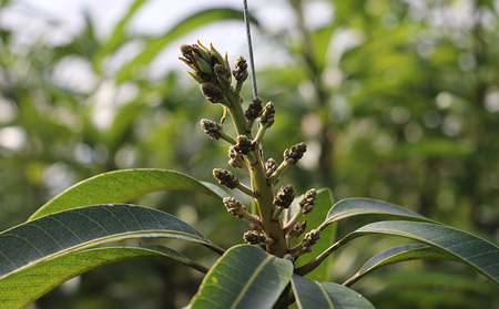 【2025年発送】農家直送！田里さんの久米島産完熟マンゴー A品 約2kg マンゴー フルーツ 果物 デザート 完熟 A品 甘い ジューシー スムージー アイス プリン ヨーグルト ケーキ 贈り物 贈