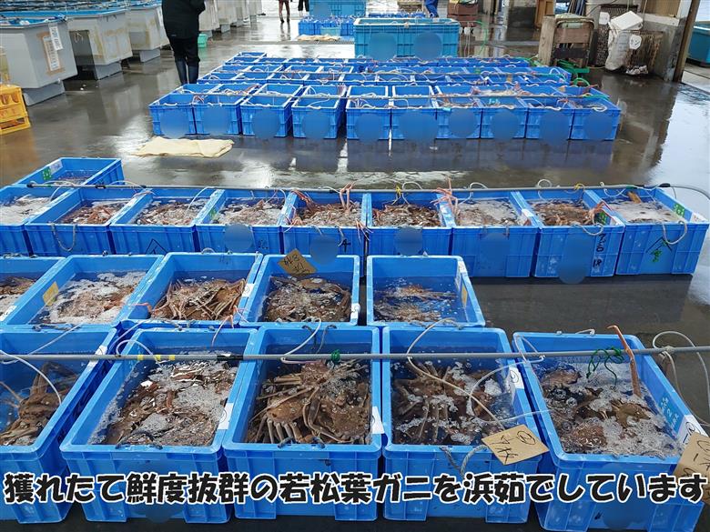 【22043】岩美町特産　若松葉ガニ姿茹で　3枚セット