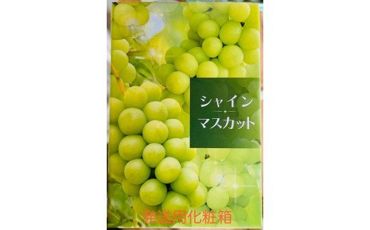シャインマスカット 2房 (約550g以上×2房)｜糖度18度以上 種なし ぶどう フルーツ 果物 贈答 青森 つがる市 藤農園 2025年産 令和7年農福連携 [0626]