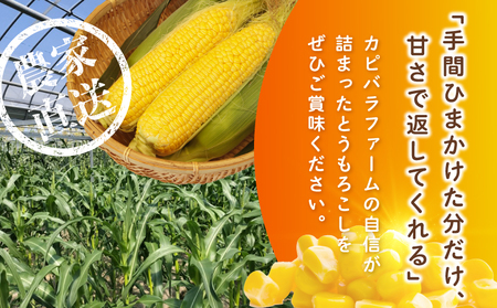 【先行予約】とうもろこし(甘いんですパワー85) 約2.5kg（7～8本）