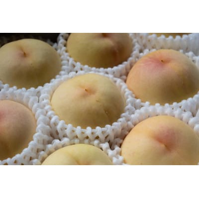 岡山県産「おかやま夢白桃」約2kg|2025年7月下旬以降順次発送予定