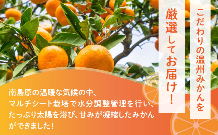 【2025年11月下旬〜発送】【高糖度】訳あり 温州みかん 約3kg（傷もの）/ みかん ミカン 蜜柑 果物 フルーツ / 南島原市 / 南島原果物屋 [SCV022]