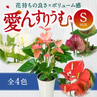 愛んすりうむS アンスリウム 湖東フラワー 滋賀県 東近江市 A-D12 観葉植物 鉢植え 花 プレゼント ギフト お祝い お供え インテリア フラワー グリーン リビング 玄関 飾り おしゃれ