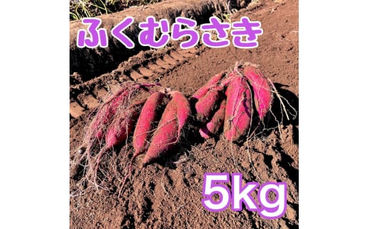 [№5904-0607]【ふるさと納税】ふくむらさき5kg　サツマイモ さつまいも 芋 千葉県 成田市