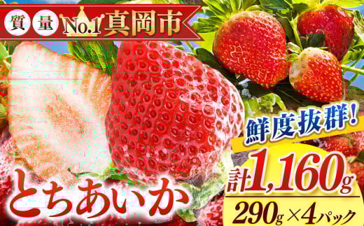 鮮度抜群 とちあいか 2箱 (290g×4) 1160g  |  選べる 容量 2箱 日本一 産地 大粒 冬 味覚 いちご 苺 イチゴ ストロベリー 大きい  ハート 美味しい 果汁 ジューシー 甘い あまい 甘味 たっぷり 大容量 | 人気 レビュー 栃木県 真岡市 送料無料