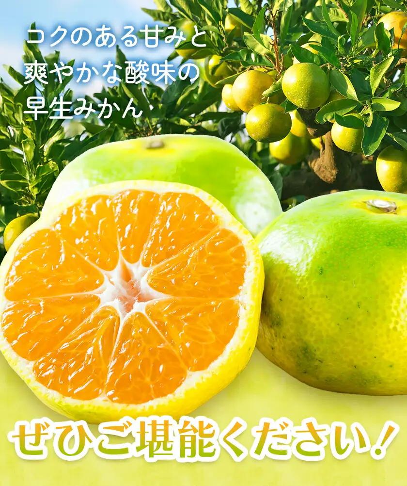 早生みかん 約5kg 農園誉 みかん