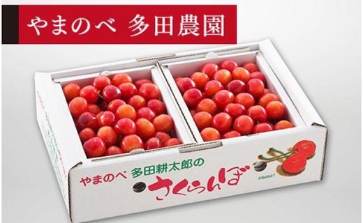 《2026年先行予約》【佐藤錦】バラ詰 L 500g×2【やまのべ多田耕太郎のさくらんぼ 多田農園】期間限定 数量限定 F4A-0026