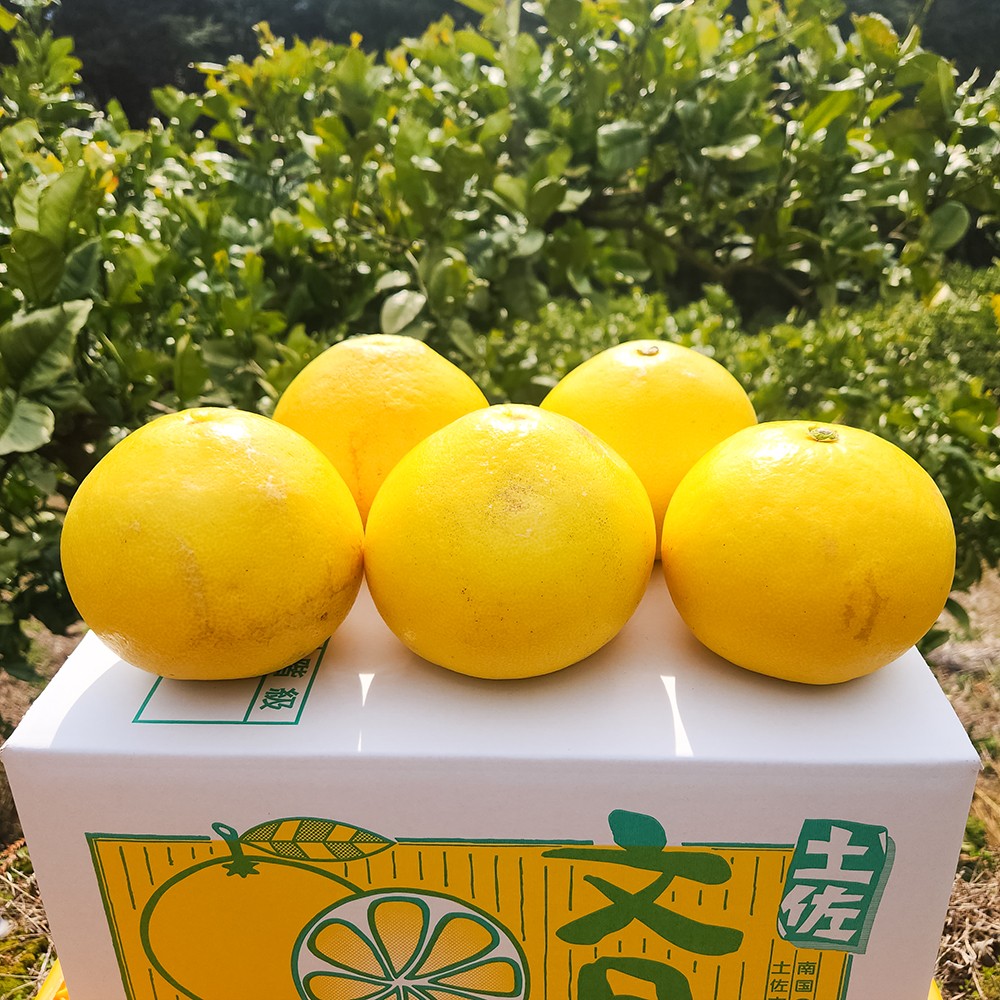 土佐文旦　家庭用　約５キロ（７～１２玉）