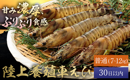 陸上養殖 車エビ 東山陸上養殖研究所 普通サイズ 約200g （7~12尾）《30日以内に出荷予定(土日祝除く)》岡山県 笠岡市 送料無料 えび 海老 車えび 車海老 海産物 魚 刺身 天ぷら エビフライ【配送不可地域あり】（離島）