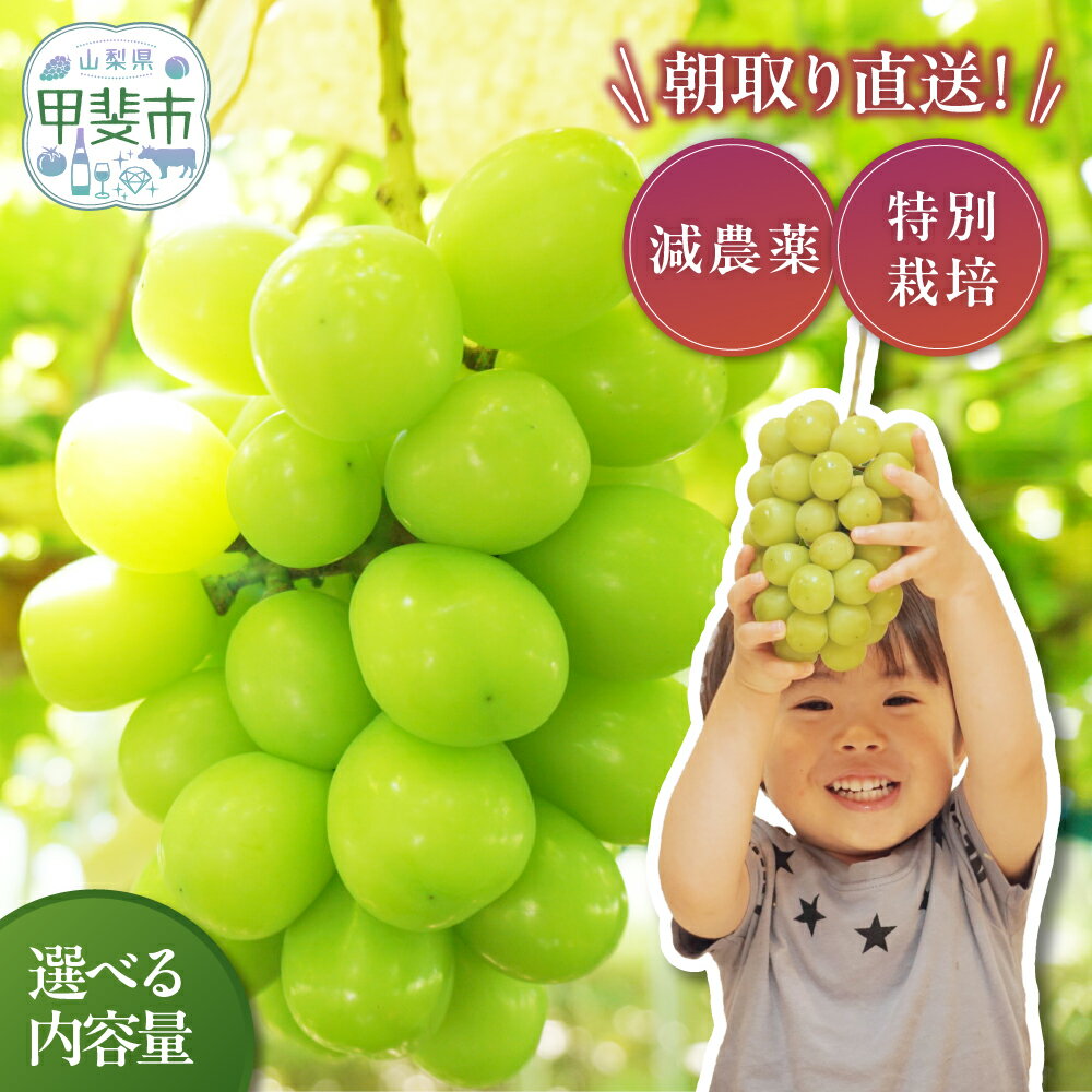 【ふるさと納税】 【2025年発送】特別栽培 減農薬 シャインマスカット1.0 ~ 2.7kg / 特選 / 冬発送 CF-1