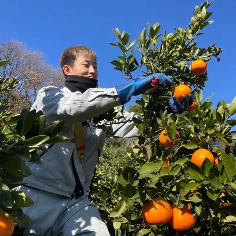 【2026年12月中旬頃から順次発送】訳あり 温州みかん 5kg  |  みかん ミカン 蜜柑 柑橘  うんしゅうみかん 愛媛県産 甘い 愛媛みかん フレッシュ おいしい フルーツ 規格外 わけあり 