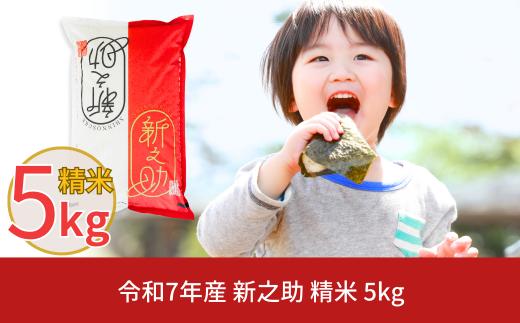 新潟県産 新之助 5kg しんのすけ 令和7年産 [株式会社白熊]【010S370】