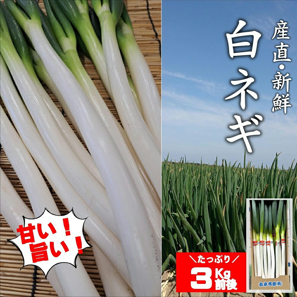 【ふるさと納税】先行予約 産地直送 ネギ (3kg前後) ねぎ 新鮮 野菜 長ネギ 白ネギ 長ねぎ 白ねぎ 葱 国産 西日本トップクラスの産地 豊後高田市産 九州 大分県産 甘い 美味しい おいしい 鍋 ふるさと納税 送料無料