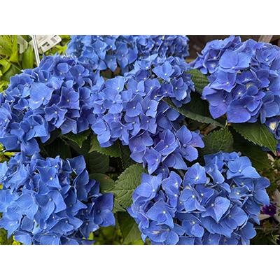 ふるさと納税 藤枝市 【母の日に!】アジサイ鉢植え　ブルー系 5号