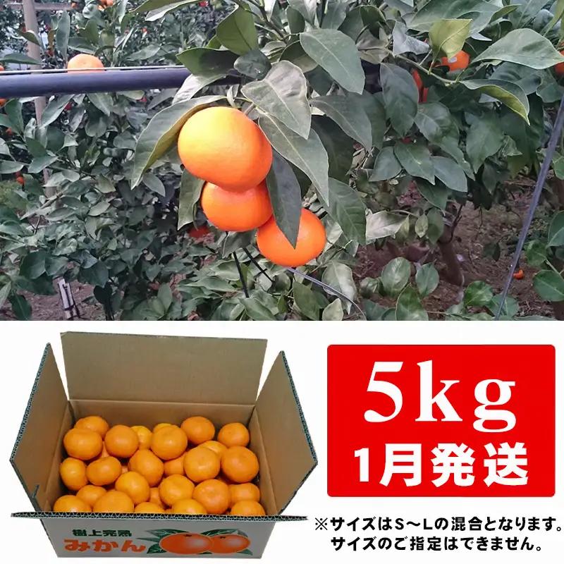 『先行予約』【令和9年1月から発送】吉田みかん園の樹上完熟みかん 5kg 柑橘 ミカン 蜜柑 フルーツ 果物