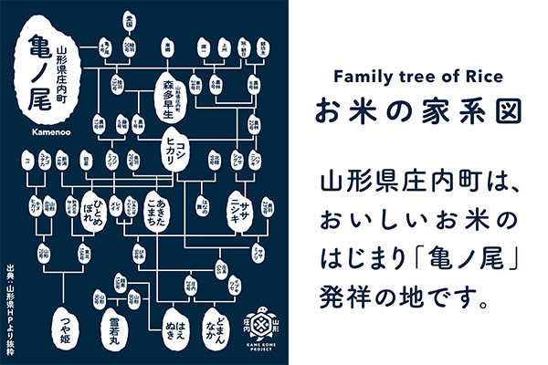 【定期便】【令和7年産/8年産】つや姫 5kg×2袋×6ヶ月 毎月 10kg 特別栽培米 山形県庄内町産 余目産 庄内米 ブランド米 米 コシヒカリの原点、亀の尾発祥の地 お米の定期便 ごはん 粘り 甘み 香り 粒が大きい【9月下旬発送】