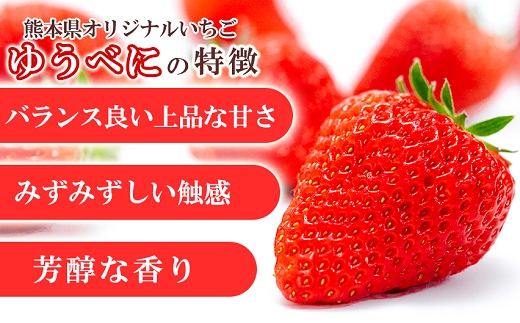 定期便(全2回)【先行予約】農家直送 南関町産いちご(ゆうべに) 計1kg 4パック×2 家庭用 2月・4月の2回発送　Sから3Lまで混在