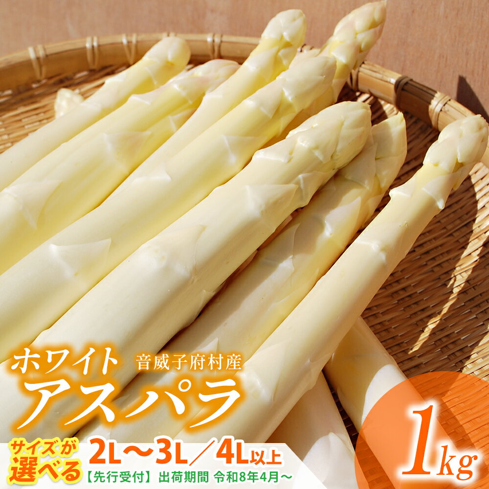 【ふるさと納税】【先行予約・2026年4月発送開始】音威子府村産 ホワイトアスパラガス 1kg　2L～3Lサイズ／4Lサイズ　【01470-0015・0045】 ホワイトアスパラ 朝採れ 甘い みずみずしい 太い 食品 ギフト 贈り物 送料無料 北海道 音威子府村 立川農園