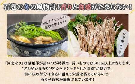 【11月21日発送】せり鍋 セット 2-3人前 せり 長ねぎ パックご飯 スープ 鶏肉 セリ セリ鍋 河北せり 野菜 鍋