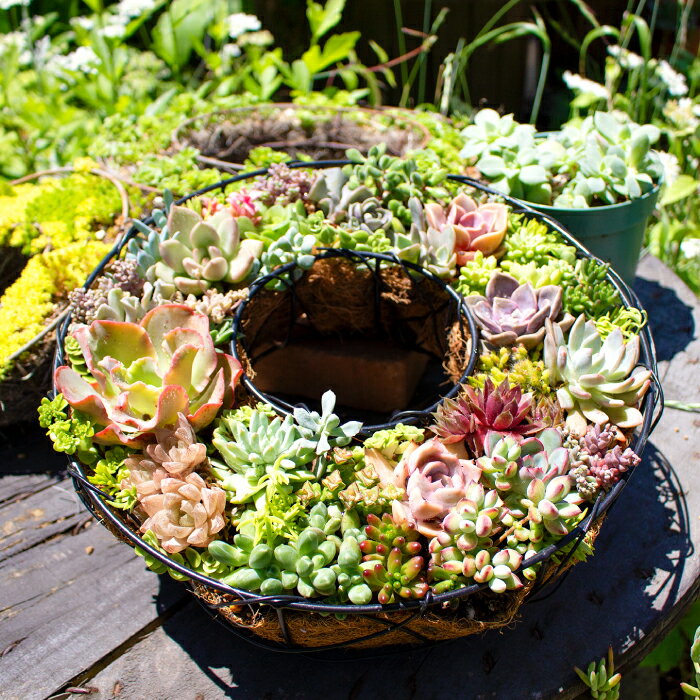 【ふるさと納税】多肉植物 リース型 寄せ植え 1鉢 おすすめ 約30種 植物 グリーン よせうえ 観葉植物 手植え 癒し インテリア ナチュラル かわいい 自然 人気 プレゼント ギフト 贈り物