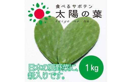 食べるサボテン 太陽の葉 フレッシュリーフ食用サボテン（１kg）