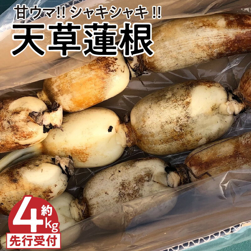 【ふるさと納税】天草蓮根 天草産 甘ウマ 12 ～ 16節 程度 約 4キロ サイズ ミックス 小ぶり シャキシャキ 国産 食品 食材 野菜 根菜 レンコン 料理 チップス 揚げ物 炒め物 煮物 きんぴら 高浜ロータスガーデン 熊本県 天草市 お取り寄せ 送料無料
