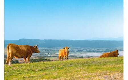 【桜屋】定期便 3回 GI 認定ブランド牛 焼肉用 500g 国産 熊本県産 地理的表示 くまもとあか牛 褐毛和種 あかげわしゅ ブランド牛 熊本県認定 和牛 あか牛 焼肉 BBQ 炒め物 希少 阿蘇