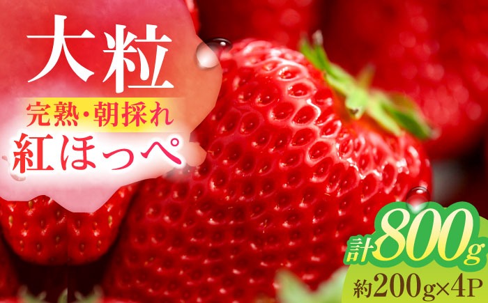 朝摘み 愛知県産 大粒 完熟紅ほっぺ 約200g×4パック いちご 紅ほっぺ 完熟 愛西市 / くぼ苺農園[AECJ002]