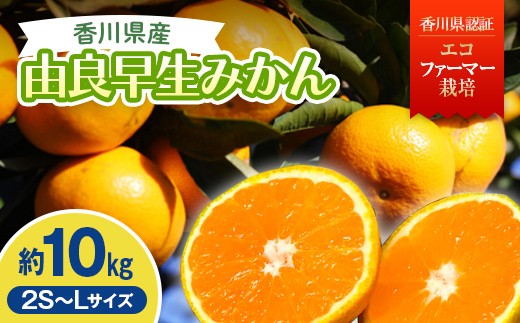 2026年秋よりお届け　高糖度温州みかん（由良早生）約10kg 果物類 柑橘類 フルーツ FAH-0186