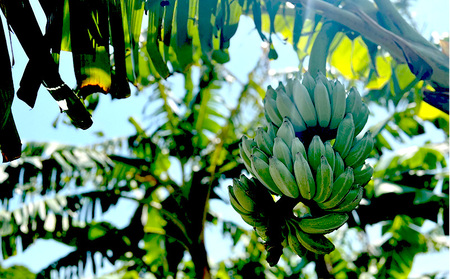 名護市産　冷凍完熟アップルバナナ1kg 名護市 なご ばなな 冷凍 食物繊維 手軽 アイス デザート アレンジ 真空パック 食べやすい おやつ 新鮮 完熟 一口サイズ 甘味 栄養満点 ヨーグルト スム