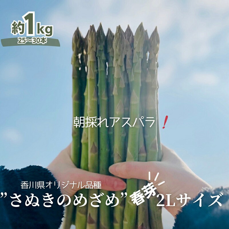 【ふるさと納税】朝採れ アスパラ【さぬきのめざめ】春芽 2Lサイズ　約1kg （25～30本）　お届け：2026年3月上旬～5月上旬※ご寄附（ご入金）確認後、約2週間で順次配送いたします。
