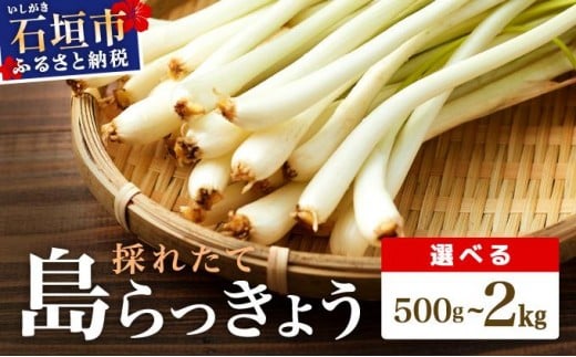 
                  ＜選べる容量＞≪2026年2月下旬～5月下旬発送≫採れたて島らっきょう 500g 1kg 1.5kg 2kg | 沖縄県 石垣市 野菜 らっきょう 島らっきょう おつまみ 採れたて 料理 漬物 天ぷら おかぴ農園 産地直送
                
